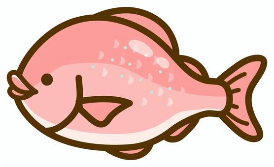 鯛、魚のイラスト、めで鯛・祝い鯛・正月 鯛,魚,正月,めで鯛,おせち,手描き,祝い鯛,にらみ鯛,お正月,縁起物のイラスト素材