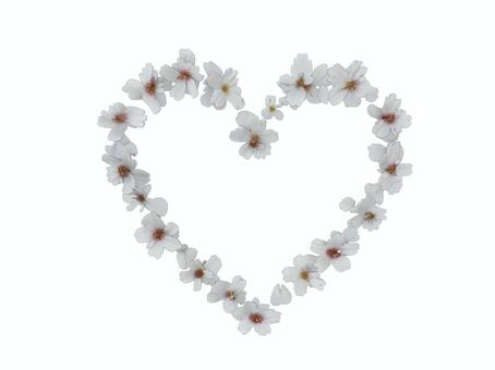 春のサクラの花で作った桜のハートのリース サクラ,ソメイヨシノ,ハート,リース,桜,さくら,桜吹雪,花見,バレンタインデー,バレンタインのイラスト素材