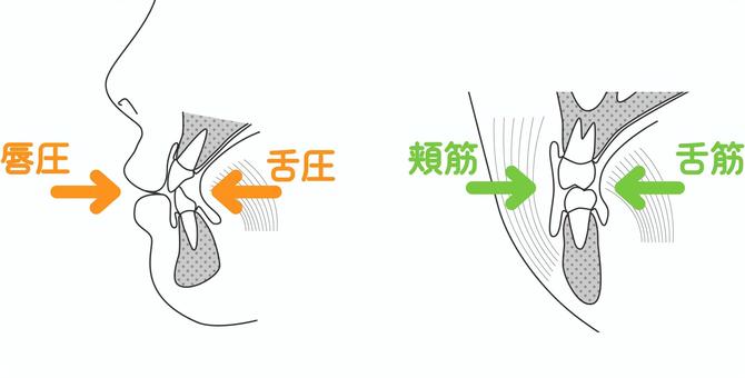口腔周囲筋と歯ならび 歯科,歯並び,矯正,口腔周囲筋,唇,前歯,舌,舌圧,頬筋,奥歯のイラスト素材