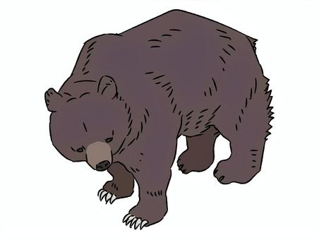 ヒグマ ヒグマ,北海道,猛獣,熊害,獣害,クマのイラスト素材