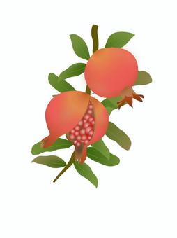 ザクロ・ワンポイント２ ザクロ,秋,実,10月,11月,葉,枝,つぶつぶ,果肉,庭木のイラスト素材