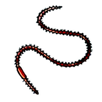 worm, JPG and PNG worm, worm, earthworm, gokai, JPG and PNG