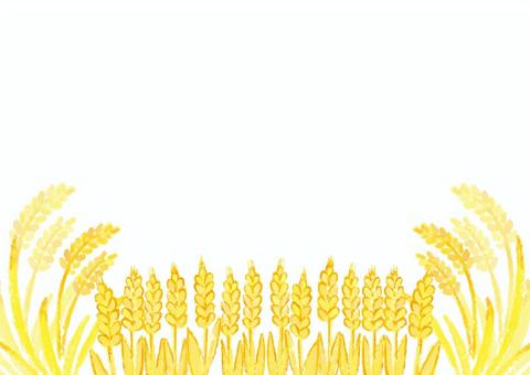 秋_稲穂フレーム01A 秋_稲穂フレーム01A 秋,稲穂,フレーム,背景,稲,水彩,麦,小麦,穀物,実りのイラスト素材