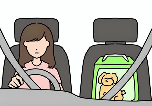 トイプードルを助手席に乗せた女性　カラー トイプードル,小型犬,ペット,女性,乗用車,シートベルト,助手席,カラーのイラスト素材