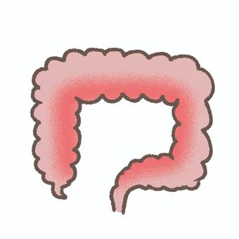 大腸 腸,大腸,大腸炎,腸炎,体,健康,医療,内臓,臓器のイラスト素材