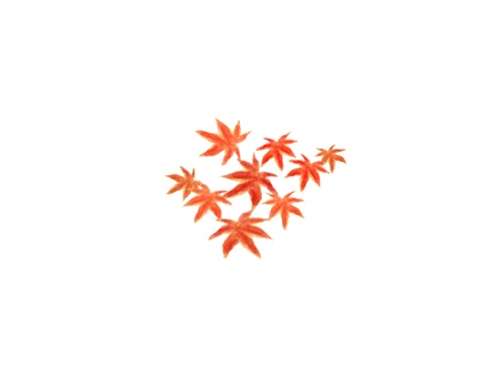 手描き水彩風のもみじ 紅葉,もみじ,落ち葉,秋,10月,11月,水彩タッチ,手描き,植物,葉っぱのイラスト素材