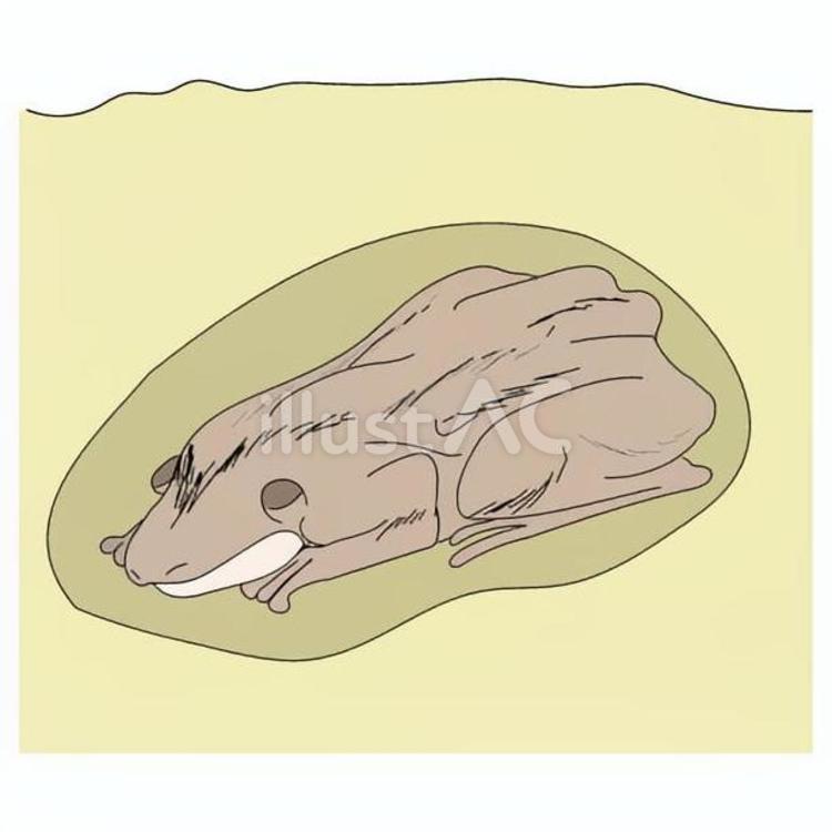 冬眠するカエル土の中