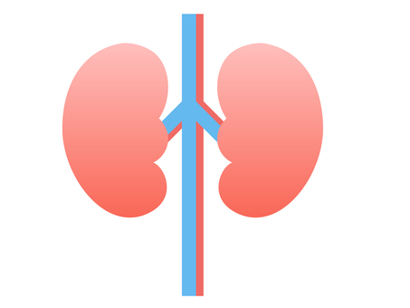 腎臓のイラスト 腎臓,内臓,臓器,人体,パーツ,健康,医療,医学,内科,泌尿器科のイラスト素材