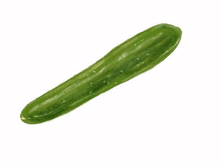 キュウリ キュウリ,野菜,サラダ材料,リアル,手描きのイラスト素材