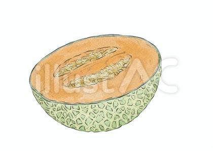 半分に切られた赤肉メロン(水彩)