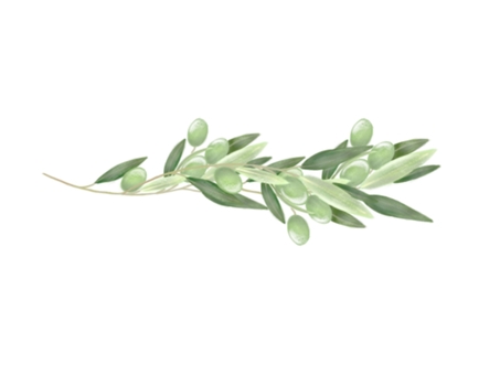 たくさん実のついたオリーブ オリーブ,実,果実,枝,食材,食べ物,植物,葉,グリーン,手描きのイラスト素材