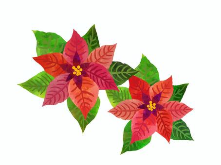 水彩風ポインセチア2個セット クリスマス,ポインセチア,花,リーフ,枠,飾り枠,背景,赤,冬,カードのイラスト素材