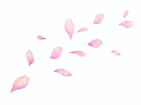 舞い散る桜の花びら　カラーイラスト 桜,花びら,花弁,風,舞う,春,3月,花吹雪,ピンク,カラーのイラスト素材