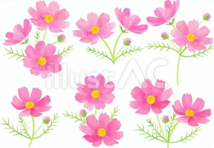 水彩画風のコスモスセット コスモス,水彩画風,秋のイラスト素材