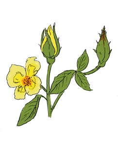 バラの花 バラ,植物,綺麗,花言葉,バラ苑,黄色のイラスト素材