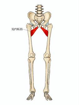 短内転筋のイラスト 短内転筋,筋,筋肉,ガイコツ,解剖,骨,モデル,骨格,解剖学,スケルトンのイラスト素材