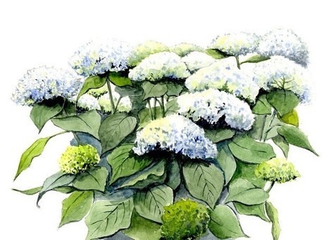 hydrangea flower, hydrangea flower, flower, hydrangea, rainy season,