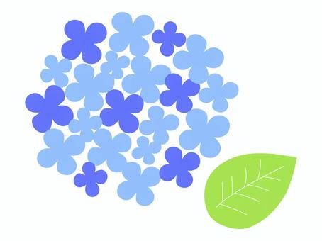 Illustration, hydrangea, summer, rainy season, 