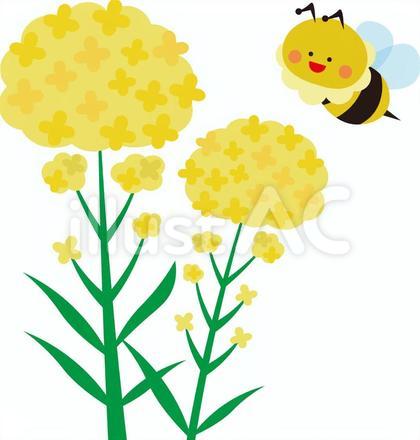 菜の花とミツバチ