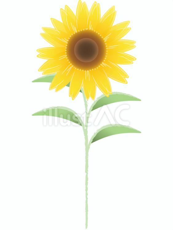 ひまわり:茎あり1 ひまわり,花,茎のイラスト素材