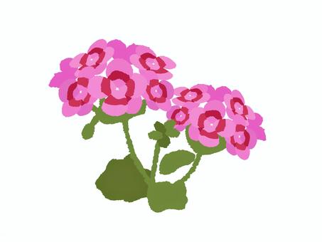 ゼラニウム ゼラニウム,テンジクアオイ,秋,花,植物,ガーデニング,園芸,葉っぱ,葉,季節のイラスト素材