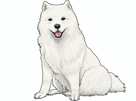 サモエド サモエド,大型犬,白,白犬,もふもふ,犬科,犬,いぬ,動物,生き物のイラスト素材