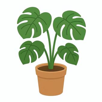 モンステラの観葉植物