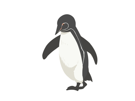 Illustration, pinguin des galapagos, penguin, oiseau, 