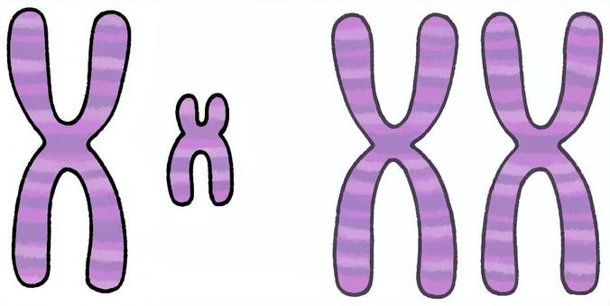 ＸとＹ染色体 染色体,遺伝子,遺伝情報,ｄｎａ,ｘ染色体,ｙ染色体,女性,男性,テロメア,セントロメアのイラスト素材