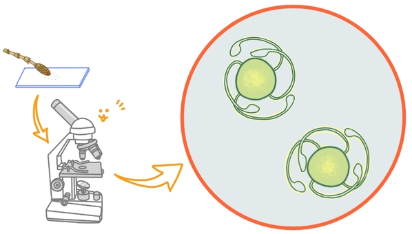 つくしの胞子 中学理科,理科,生物,観察,顕微鏡,胞子のイラスト素材