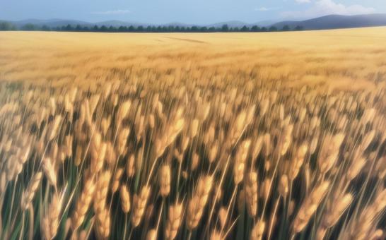 a field of wheat, JPG a field of wheat, wheat, field, farm, JPG