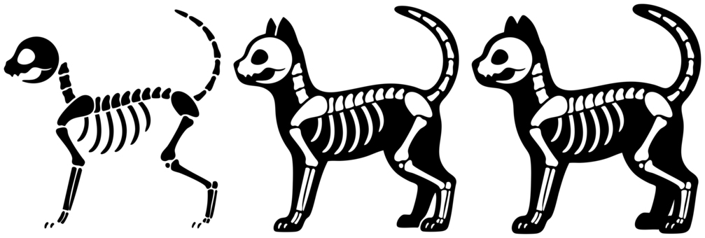 猫の全身の骨（3種） 猫,骨,骸骨,骨格,全身,レントゲン,ホラー,かわいい,挿絵,シンプルのイラスト素材