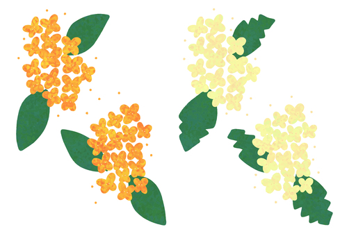 キンモクセイとギンモクセイ