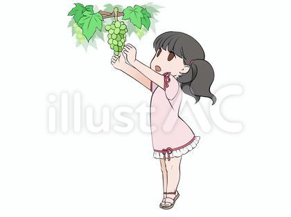 ぶどう狩り、マスカットの収穫をする女の子