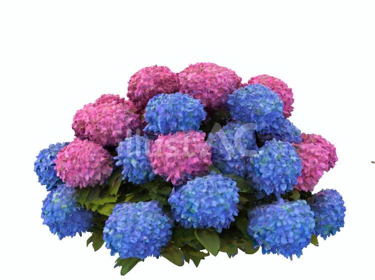 初夏の旅先で雨や梅雨に群生で咲くあじさい 7月,植物,鎌倉のイラスト素材