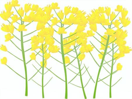 Canola blossom, rape blossoms, flower, plant, JPG and PNG