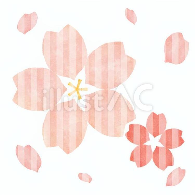 桜36 さくら,桜,櫻のイラスト素材