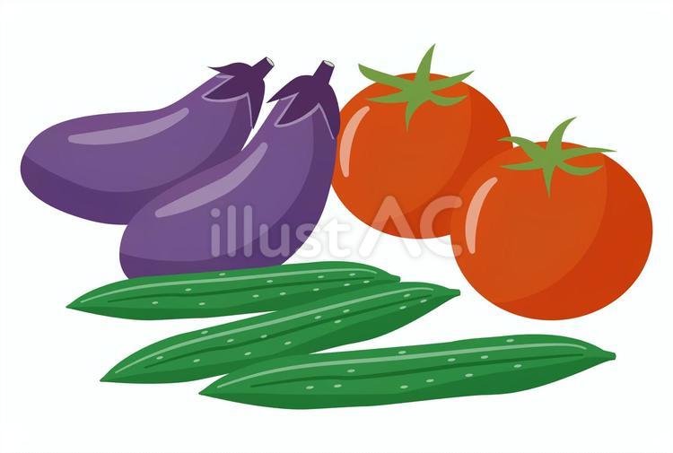 3種の夏野菜 夏野菜,野菜,夏のイラスト素材