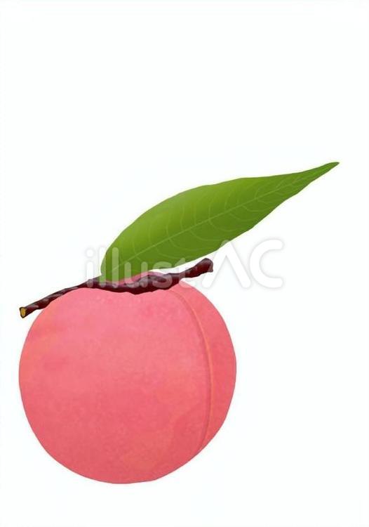 桃 桃,果実,食用のイラスト素材