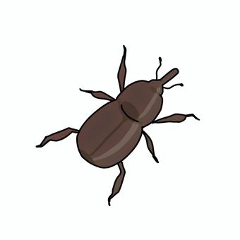 コクゾウムシ コクゾウムシ,虫,米,害虫,米虫,古米のイラスト素材