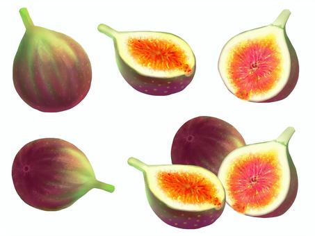 いちじく いちじく いちじく,果物,カットいちじく,セット,手描きイラスト,瑞々しい,夏,秋のイラスト素材