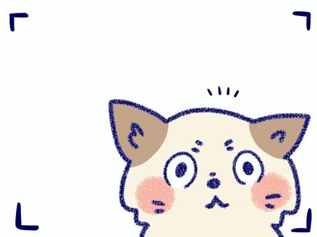 見守りカメラに映るカメラ目線の猫 猫,見守りカメラ,カメラ目線,見つめる,びっくり,動物,無料,イラスト,手描き,録画のイラスト素材