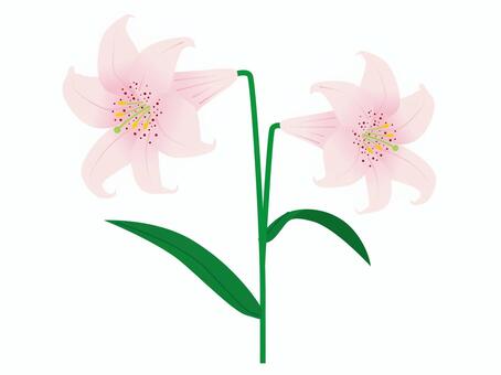 lily, lily, flower, plant, JPG, PNG and AI