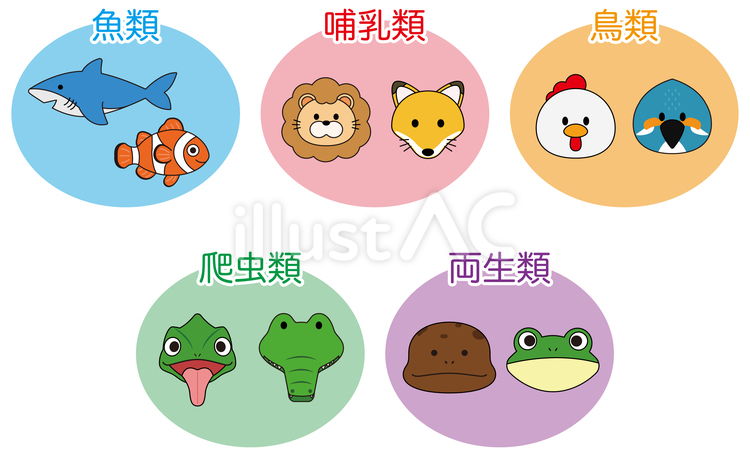 動物の分類 動物,分類,生物のイラスト素材