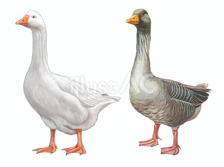 2羽のガチョウ ガチョウ,鳥,シナガチョウのイラスト素材