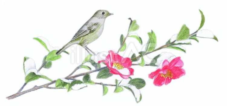 鶯と椿 鶯,鳥,かわいいのイラスト素材