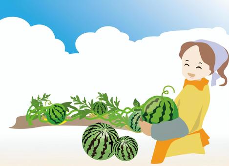 スイカの収穫をする女性 女性,西瓜,植物,果実,食用,かわいい,笑顔,夏,縞模様,丸のイラスト素材