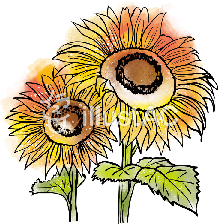 手書きの水彩風ひまわりイラスト - No: 2620024｜無料イラスト・フリー