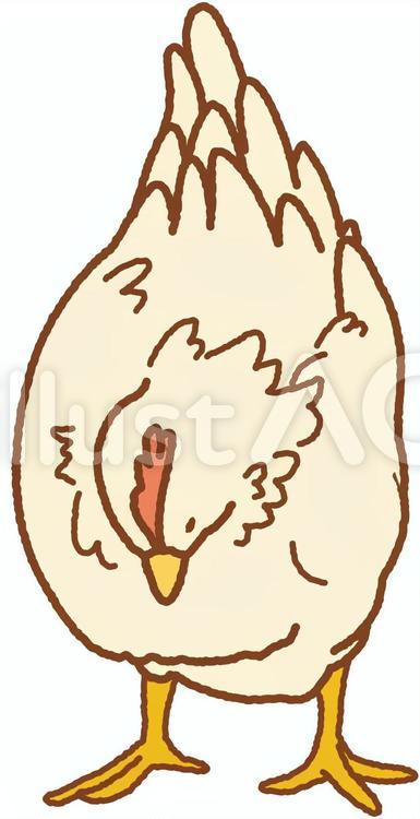 にわとり-うつむく 2017,鳥,酉のイラスト素材