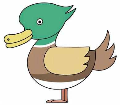 マガモ・鴨(オス) マガモ,鴨,オス,野鳥,鳥,動物,キャラクター,イラストのイラスト素材